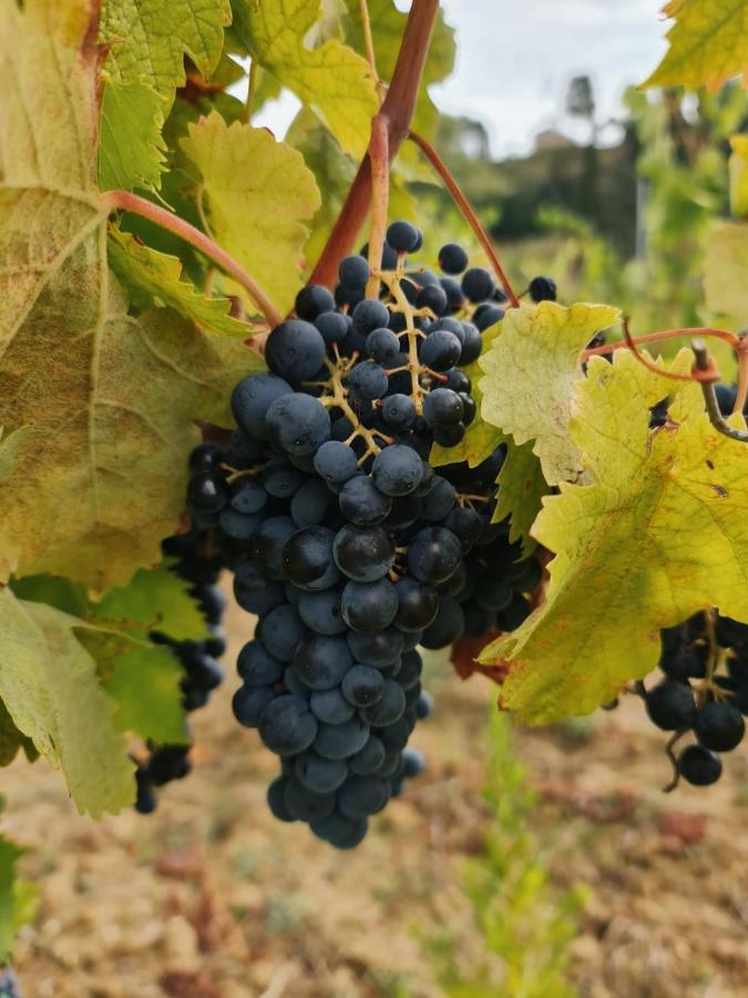 Podere Borgaruccio Peccioli Экстерьер фото